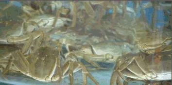 大连海洋馆搬运动物,大连海鲜搬运工