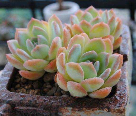 王者荣耀英雄pk古代英雄,王者荣耀英雄vs其他游戏英雄