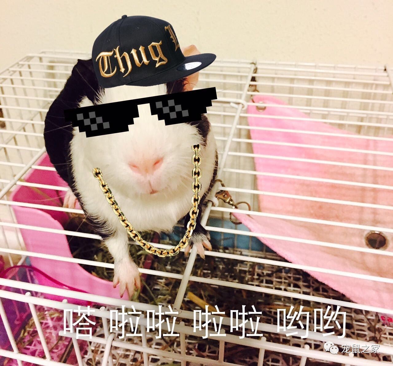 荷兰猪出门需要准备什么,荷兰猪可以独自待一个月