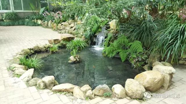 锦鲤水景三月天，赏心悦事别家院