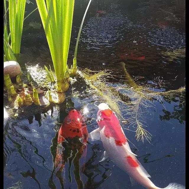锦鲤水景三月天，赏心悦事别家院