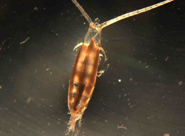 罗汉和地图混养条件,几种罗汉饲料混合喂