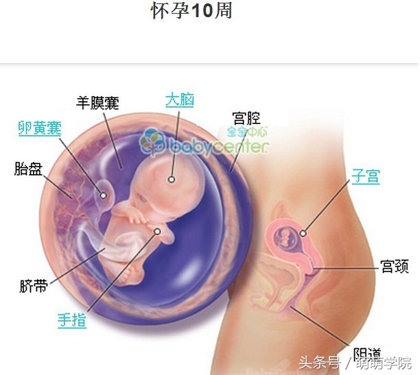 胎儿发育40周全过程b超影像,胎儿1-40周发育过程图高清