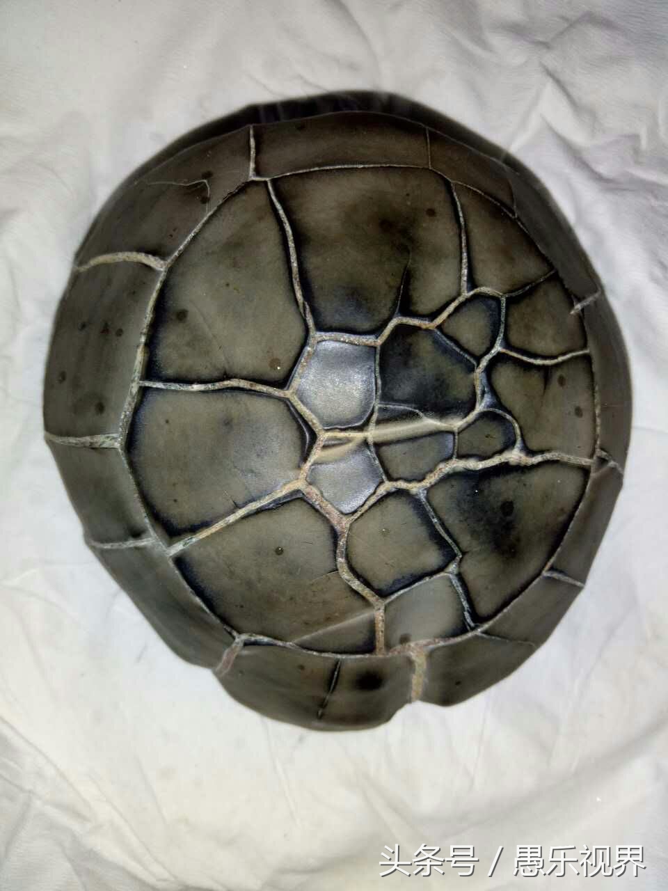 湖南常见岩石标本,像乌龟一样的石头值钱吗