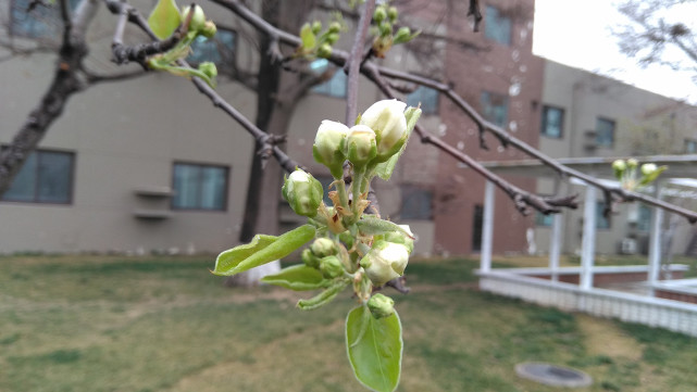 骁龙8核芯片,4100mAh大电池,红米Note4X评测