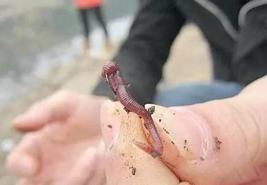 红薯挂钩钓鲤鱼饵料制作方法,我们钓小龙虾的肉怎么绑起来