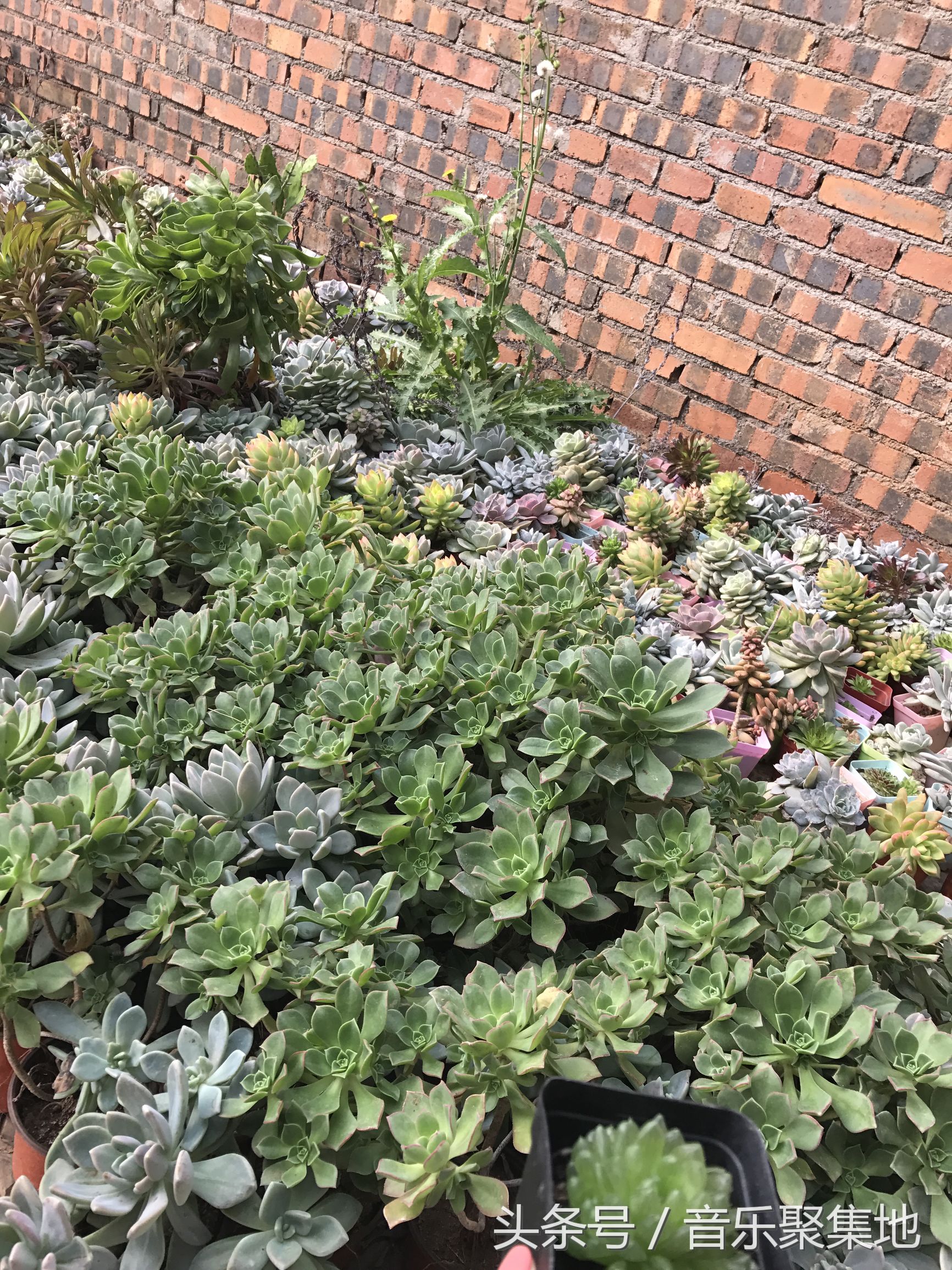 雪地松鼠哪种最漂亮,什么是最好的雪地松鼠