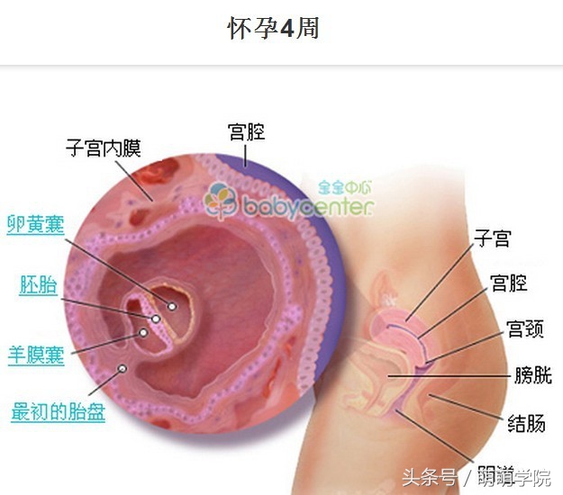 胎儿发育40周全过程b超影像,胎儿1-40周发育过程图高清