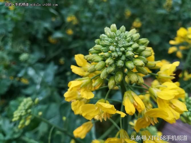 华为nova青春版评价,华为nova青春版1999元