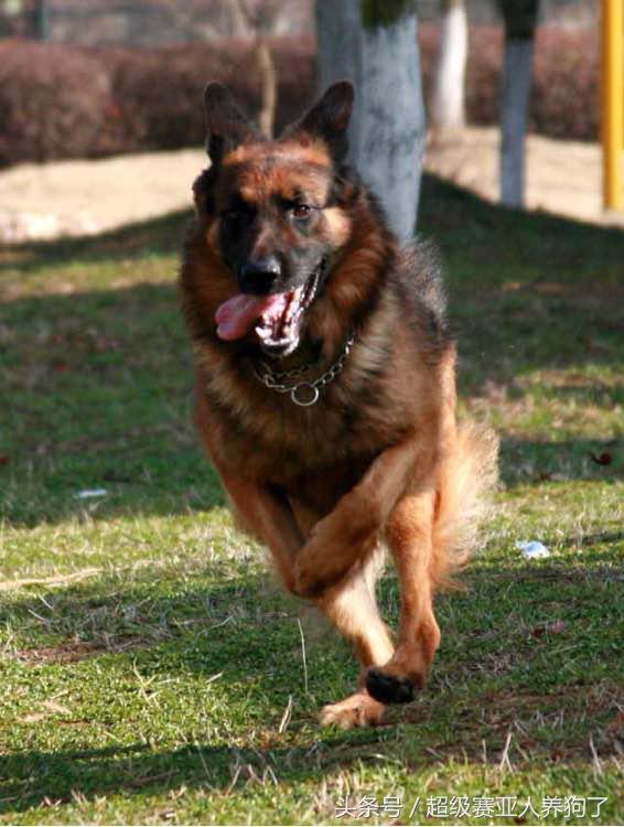 怎么训练德牧凶猛,如何把德牧训的特别猛