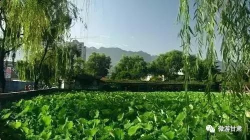 甘肃陇南成县最好玩的地方,陇南大美成州全景图