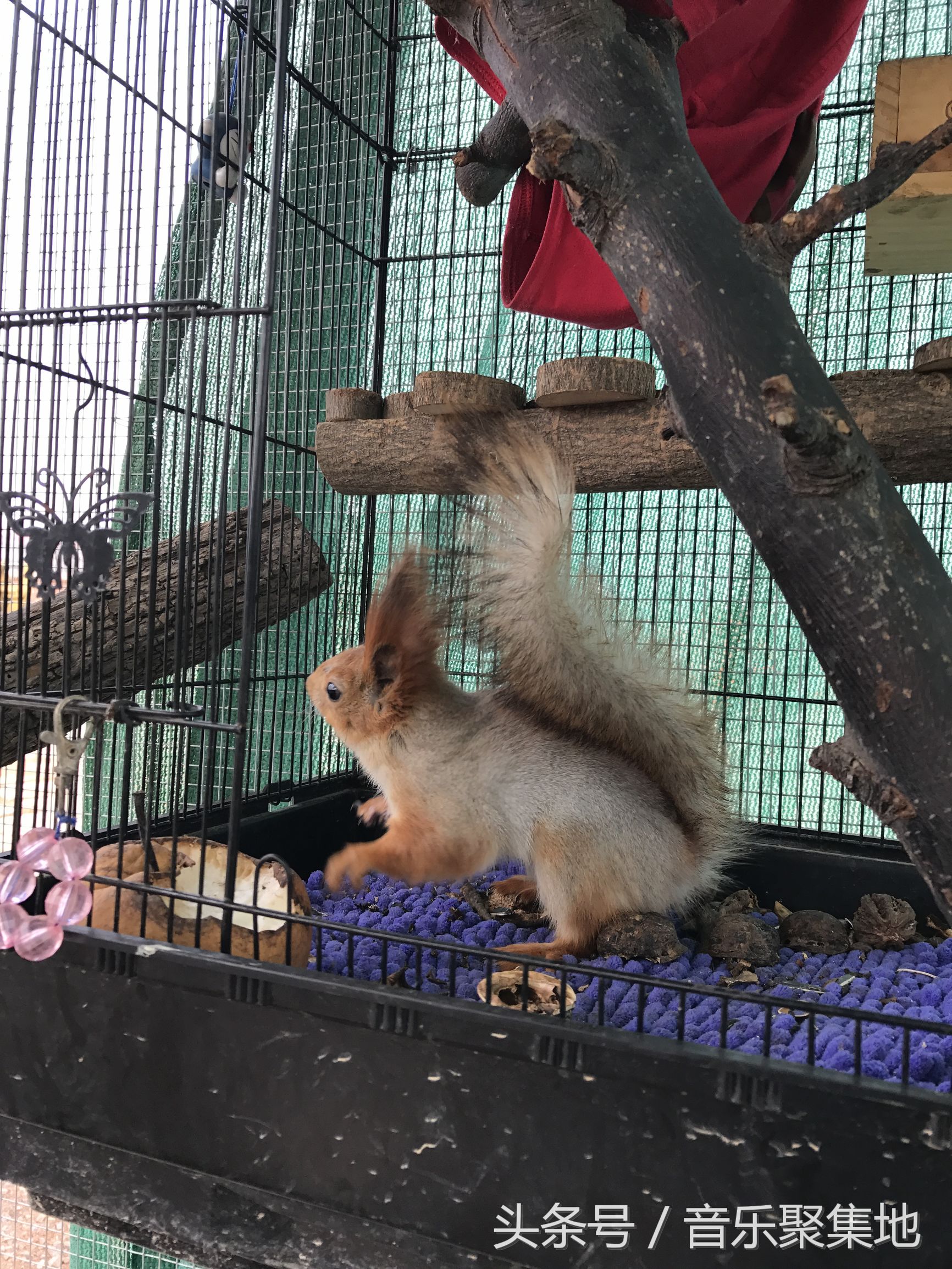 雪地松鼠哪种最漂亮,什么是最好的雪地松鼠