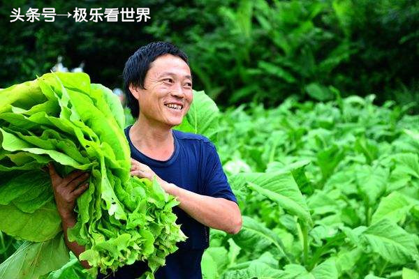 湖南哪里烤烟最多,湖南最大的烤烟基地