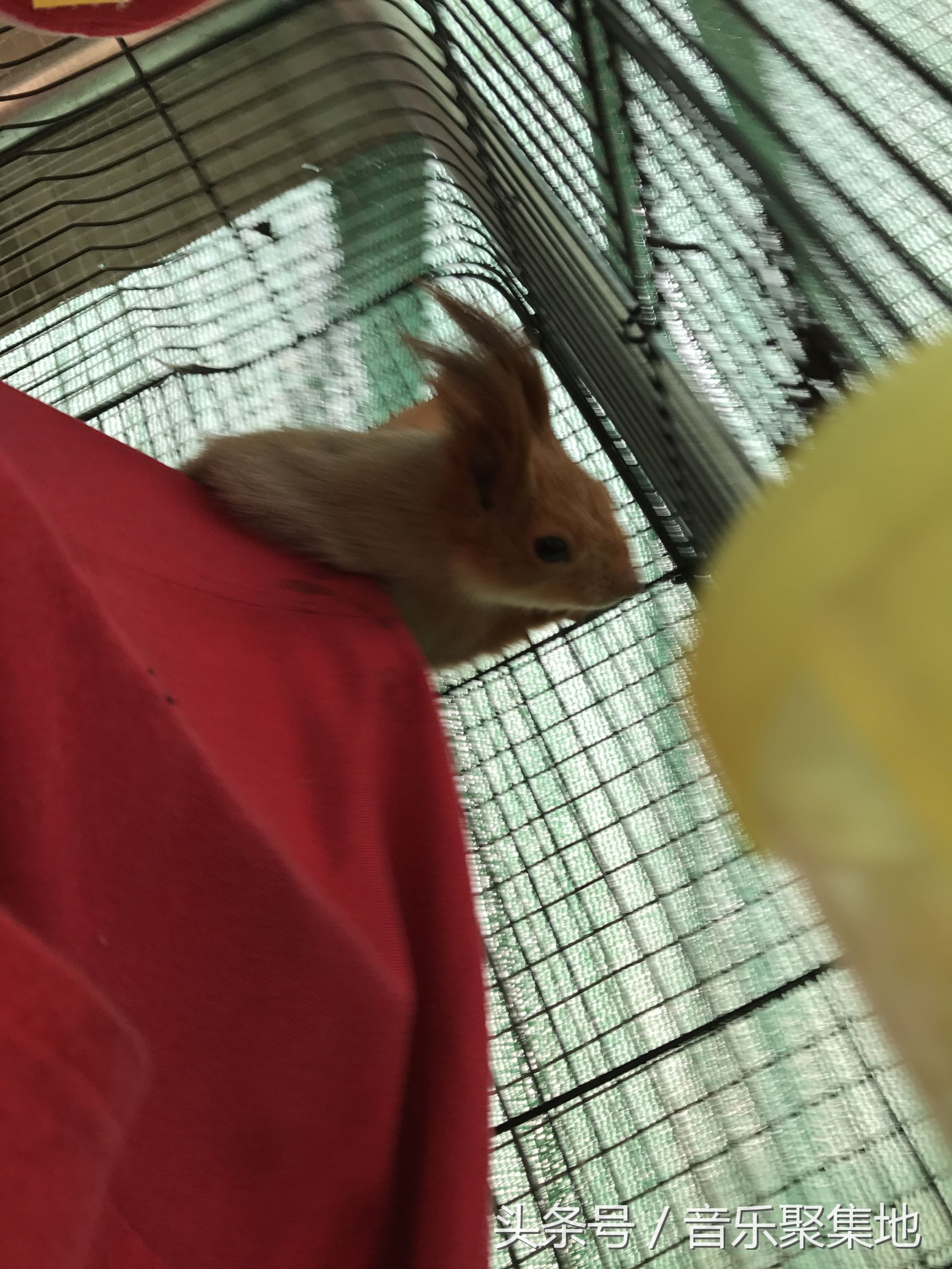 雪地松鼠哪种最漂亮,什么是最好的雪地松鼠