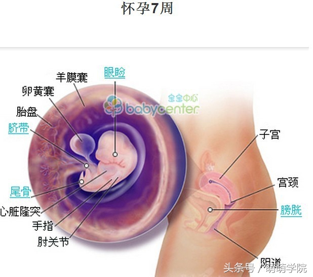 孕期1到40周胎儿发育全过程,胎儿发育40周全过程动态画