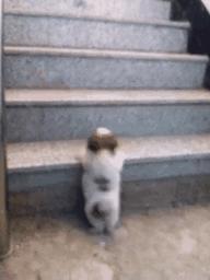 小狗狗的腿也太细了,小狗的腿伸不直该怎么办