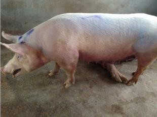 大猪张口喘气厉害打什么药见效快,猪咳嗽喘气不吃食最快的治疗方法