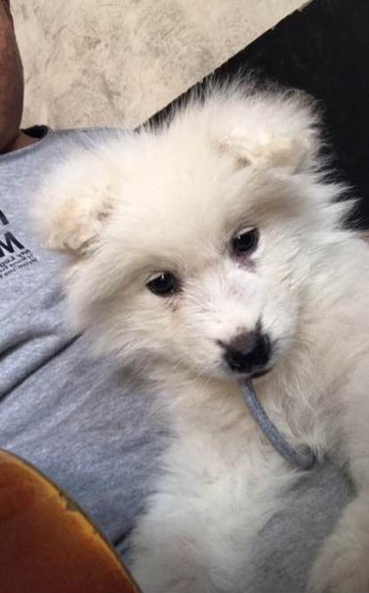 萨摩和两只流浪狗的日常生活,流浪狗萨摩怎么养活它