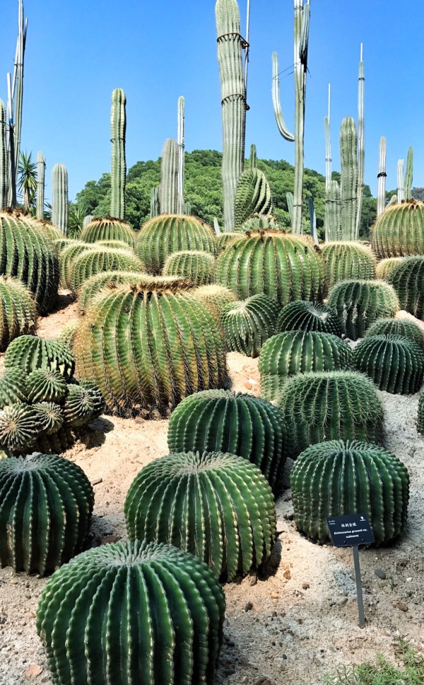 深圳有什么好玩的地方呢,深圳有什么好玩的地方适合小孩