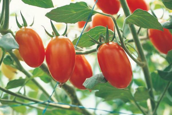 哪些水果可以起到保护眼睛的作用,吃什么水果对眼睛好可以恢复视力