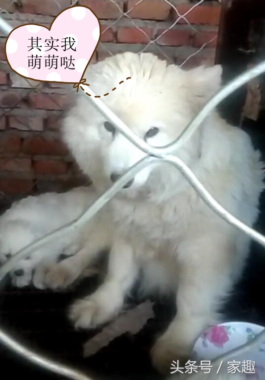 变猴脸的萨摩耶纯不纯,萨摩耶有狐狸血统吗求回答