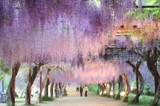 日本樱花之旅,日本紫藤之旅