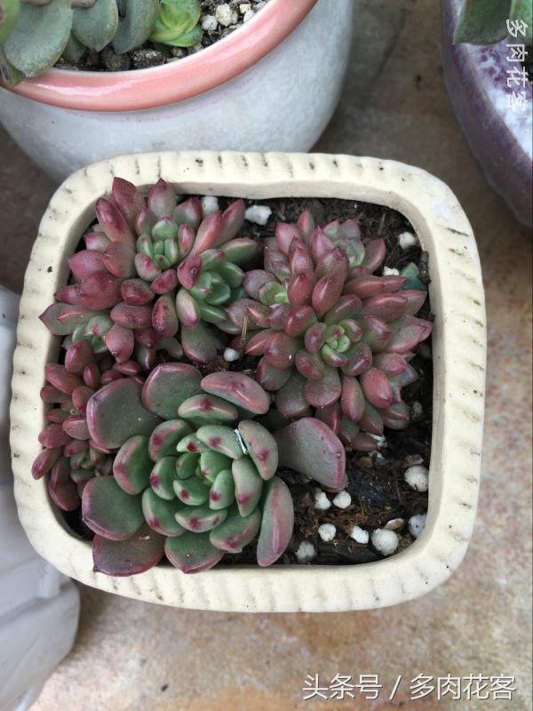 有一种肉肉叫做别人家的多肉第9期简月的肉肉