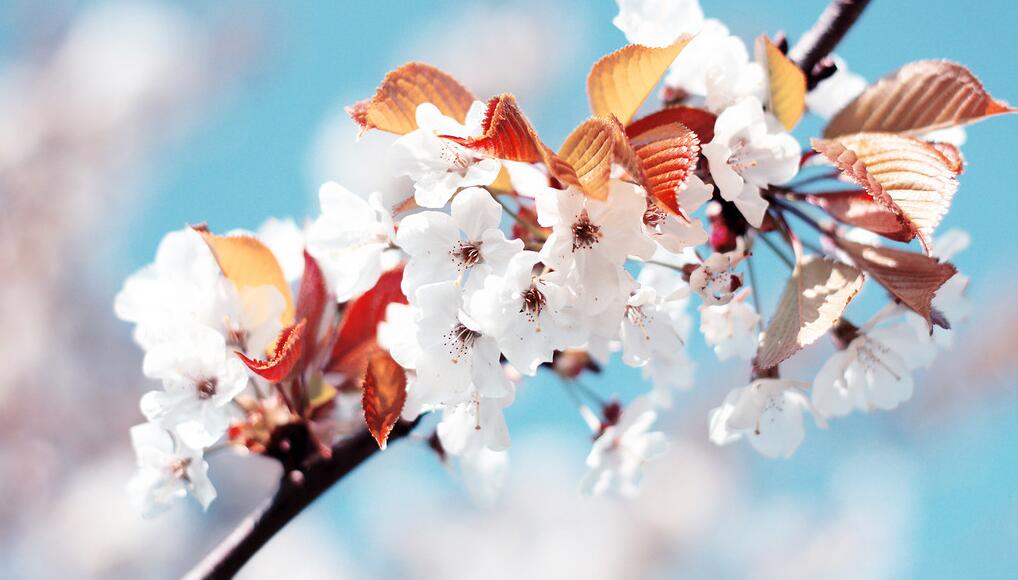 鸣翠湖万人植树节来袭，这里有颗樱花树等你来认领！