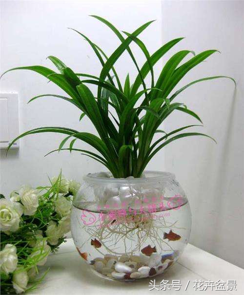 适合跟鱼养在一起的花,适合跟鱼一起养的小盆植物