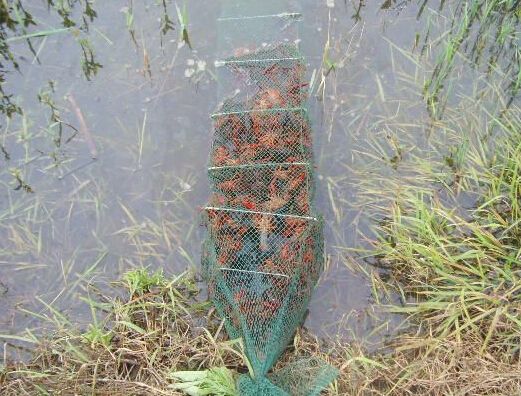 养殖龙虾赚钱图片真实,养殖龙虾头几年赚钱