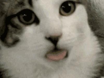 最近流行舔一种又黑又硬的东西，我反正是下不去嘴