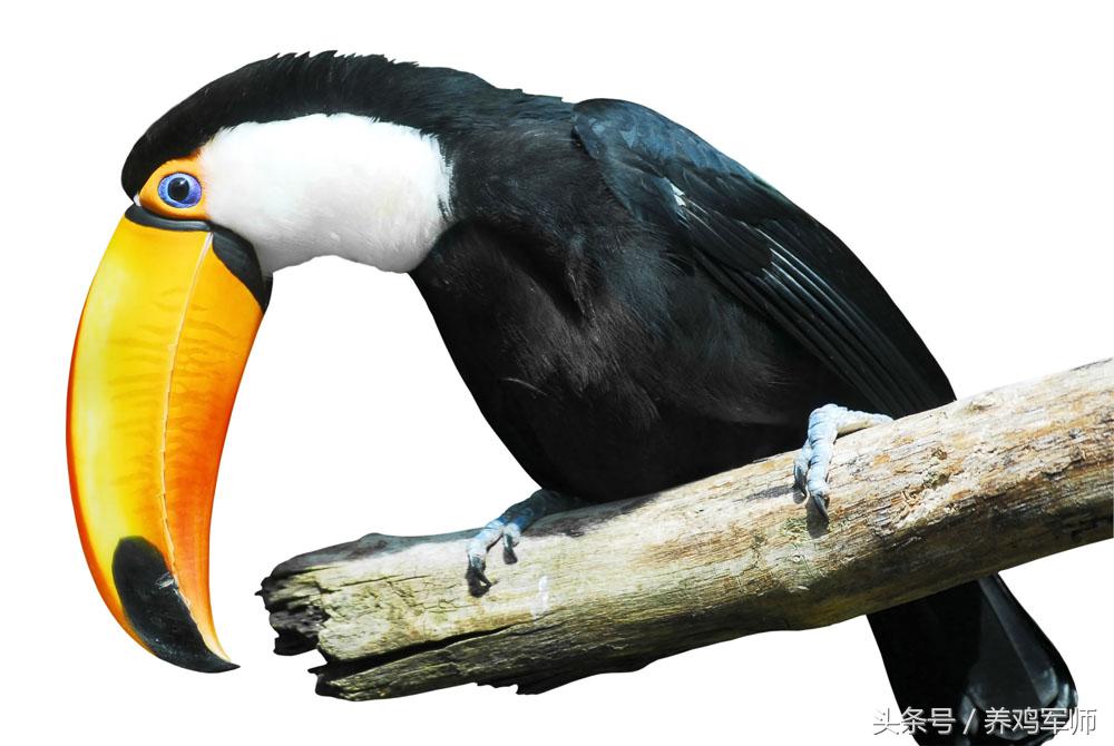 养鸡如何提高存活率,养鸡断喙正确方法