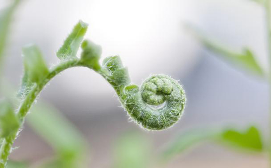 每天吃它可缓解脚气病、便秘···