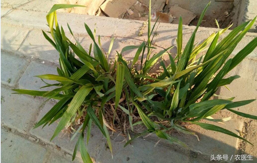 蒜病毒病怎么治,大蒜疫病和叶枯病怎样防治