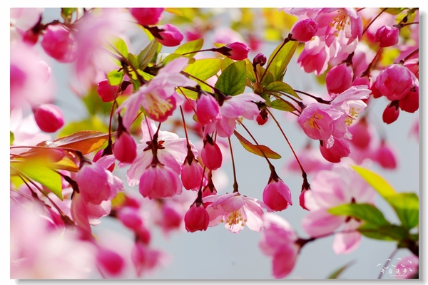 西安牡丹苑花还开着没,西安垂丝海棠哪里有卖