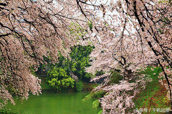 日本樱花祭，春风十里不如你