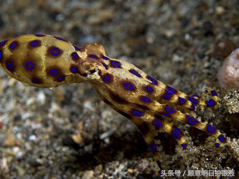 澳洲三大毒王,澳大利亚十大毒王