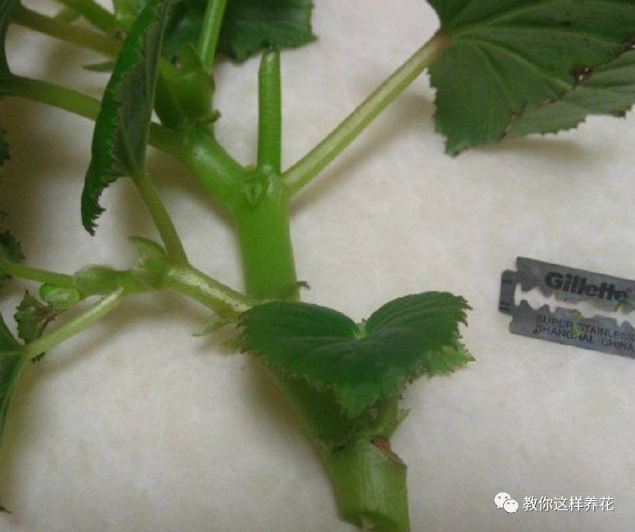 虎尾兰烂根后的花盆和土还能用吗,虎尾兰枯萎了