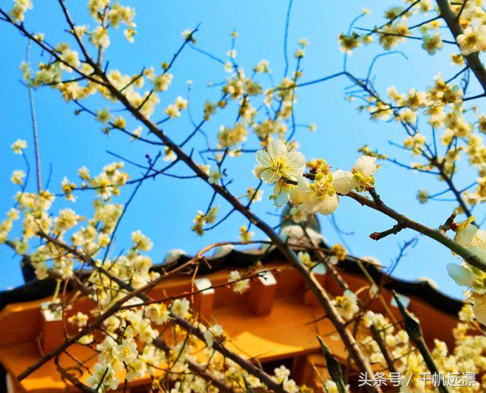 日本樱花祭，春风十里不如你