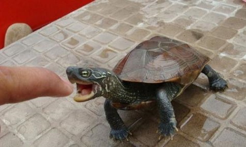 中华草龟需要一直放在水里饲养吗,容易养的小乌龟宠物中华草龟