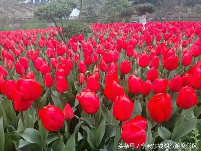 花博园红你是苹果红，我是最正中国红！