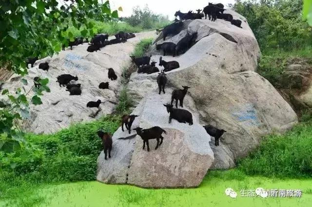 山东沂南秋日花海醉游人,沂南周边看梨花景点