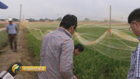 买到假五常大米怎么办,市场上常见的假冒五常大米