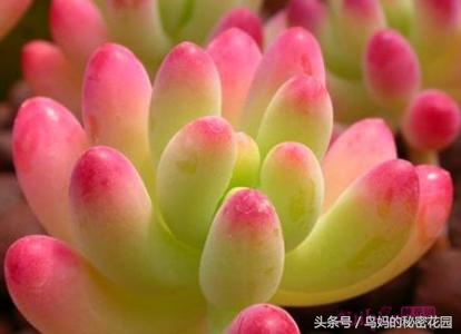 多肉植物怎么徒长了,徒长的多肉怎样处理