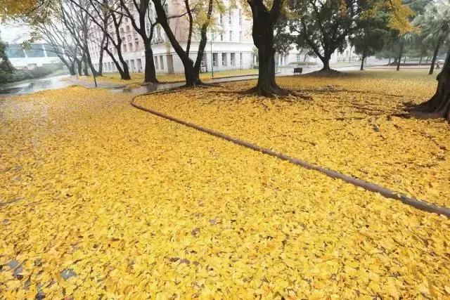 四川大学cp,四川大学官宣cp