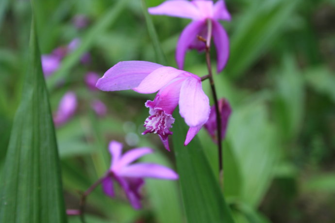 白芨中药粉美白,白芨有美白功效吗