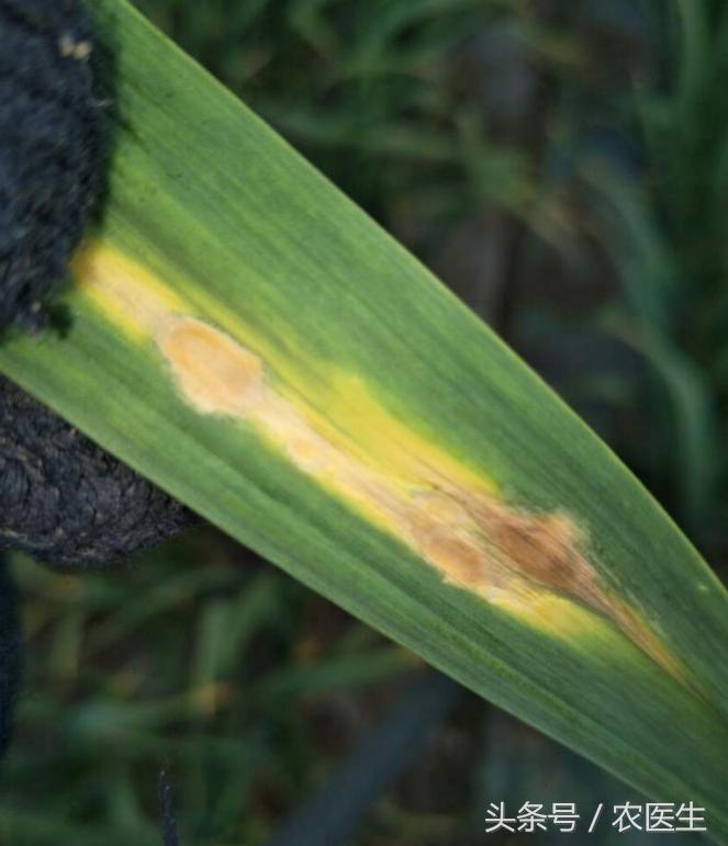 蒜病毒病怎么治,大蒜疫病和叶枯病怎样防治