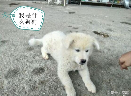 如何鉴定萨摩耶纯不纯,萨摩耶纯不纯怎么鉴定