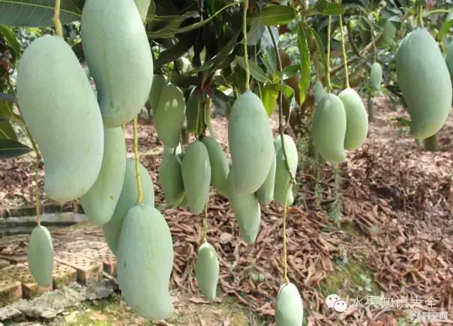 芒果大全100种,芒果这么多你最爱吃的是哪一种