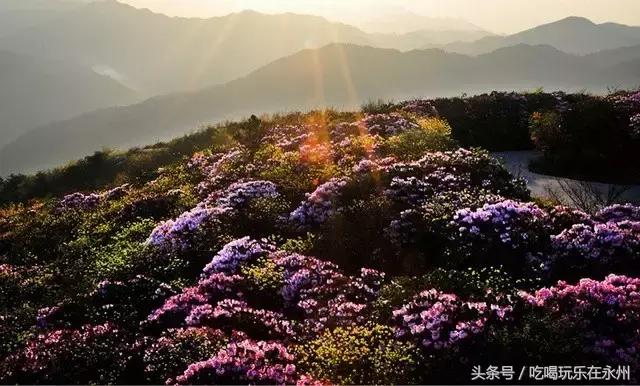 好看的美景推荐第一名,美丽的阳明山处处是美景